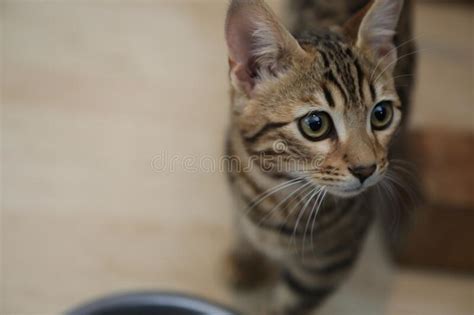 Little Cute Bengal Kitten Sleeping on a Soft Cat S Shelf of a Cat S ...