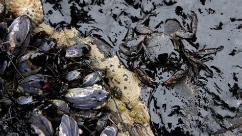 California oil spill: Cleanup hampered by winds, choppy seas | CBC News