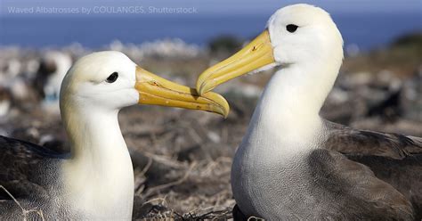 Waved Albatross - American Bird Conservancy