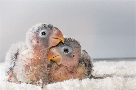 What Are Baby Parrots Called? (Find Out!) - Parrot Website