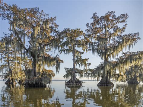 Louisiana Cypress Giants surround Lake Fausse Pointe | The Heart of Louisiana