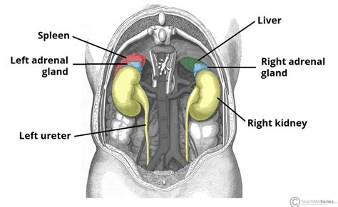 The Adrenal Glands - Location - Structure - TeachMeAnatomy