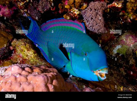 Red Sea coral reefs, Ras Mohammed, national park, fish, parrot fish ...