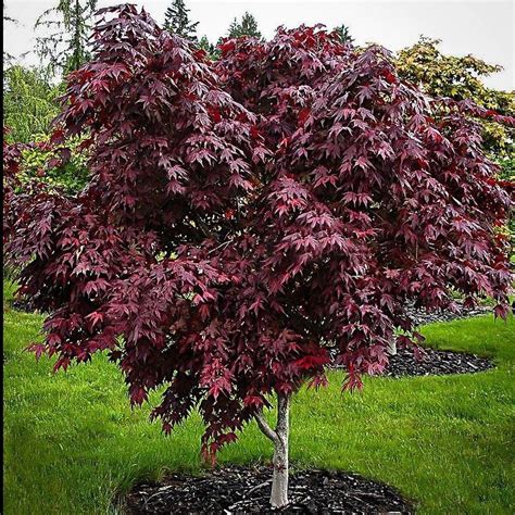 Japanese Maple Trees for Sale | Buy Japanese Maples Trees Online - Pixies Gardens