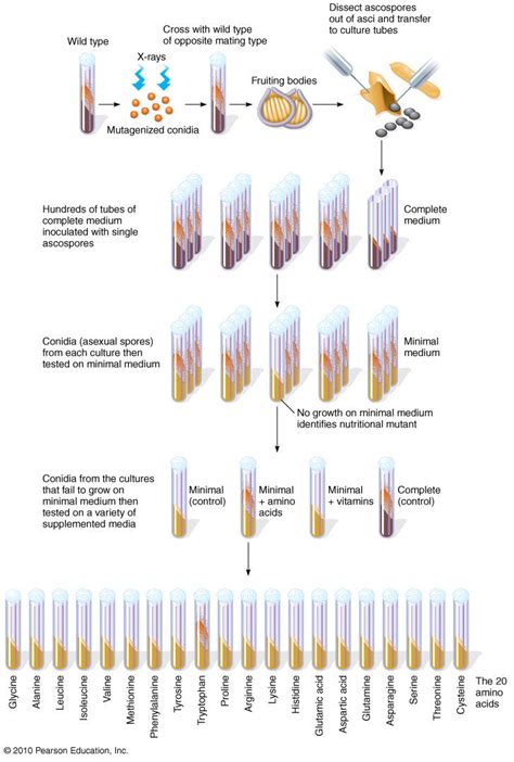 BEADLE AND TATUM EXPERIMENT PDF