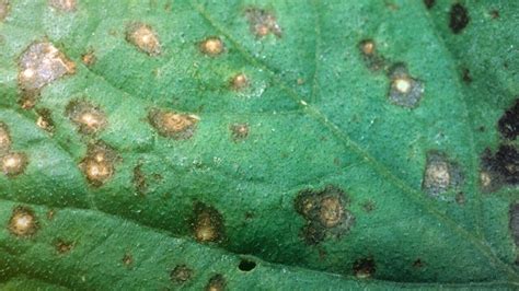 Cercospora Leaf Blight - Soybean Disease - Soybean Research ...