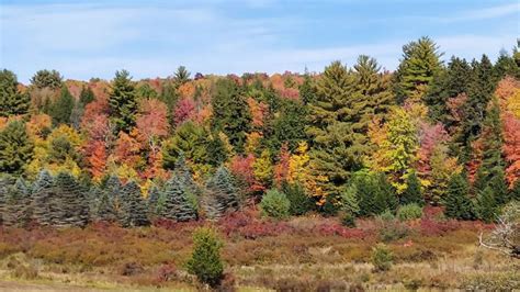 Fall Foliage Map | When and where to see the best fall colors | wgrz.com