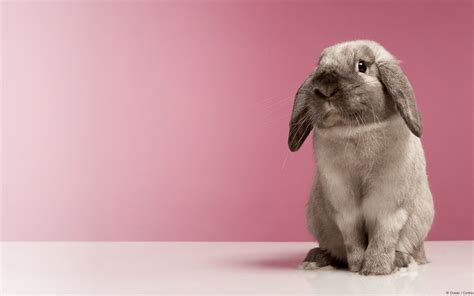 Cute Bunny Wallpaper Pc ~ 1000 + hintergrundbilder free