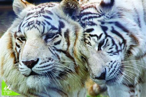 Pure Albino Tigers