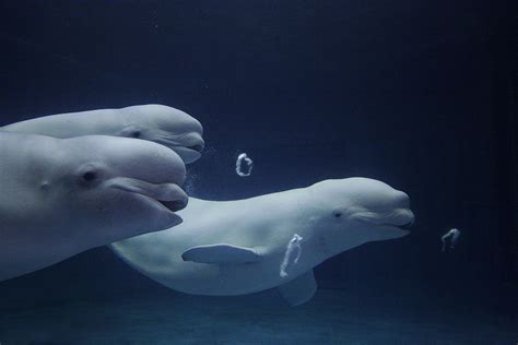 Beluga Whale Facts, Habitat, Sounds, Diet, Baby, Videos, Pictures