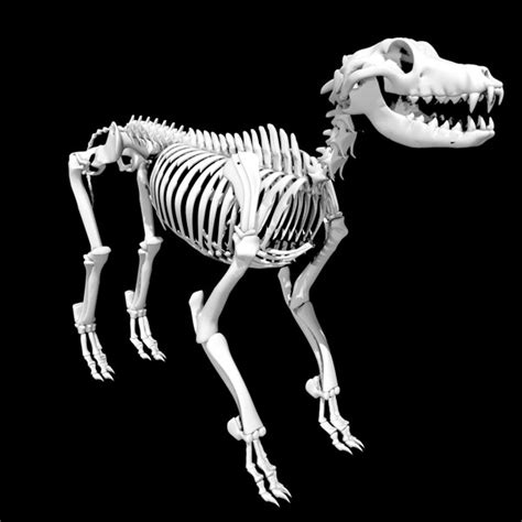 Dog Skeleton 3D Model By 3D Horse | lupon.gov.ph