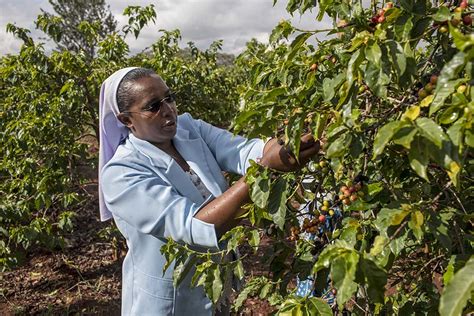 How Coffee Is Made – 14 Steps From Seed to Cup - TechLifeLand