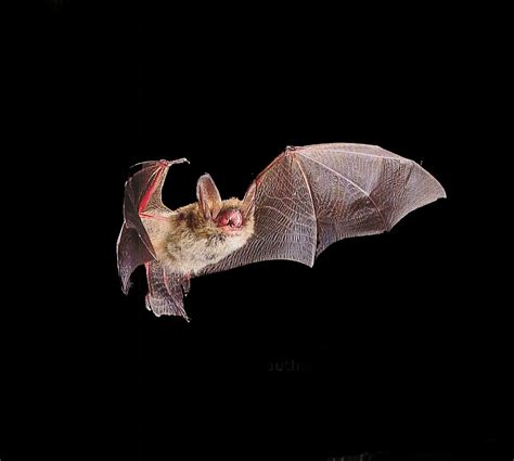 Welcome To Fun2shh World: Latest Bat Flying Animal Wallpapers Download For Free