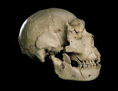 Homo heidelbergensis skull (Cranium 5) C015 / 6921