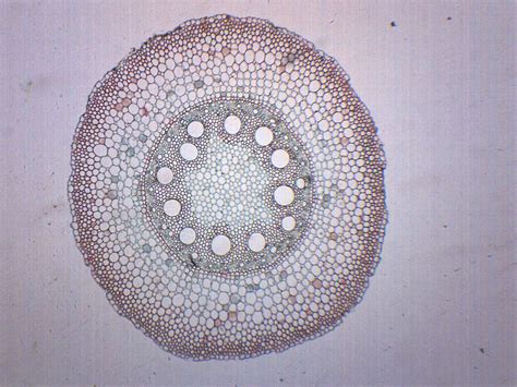 Monocot Stem Under Microscope