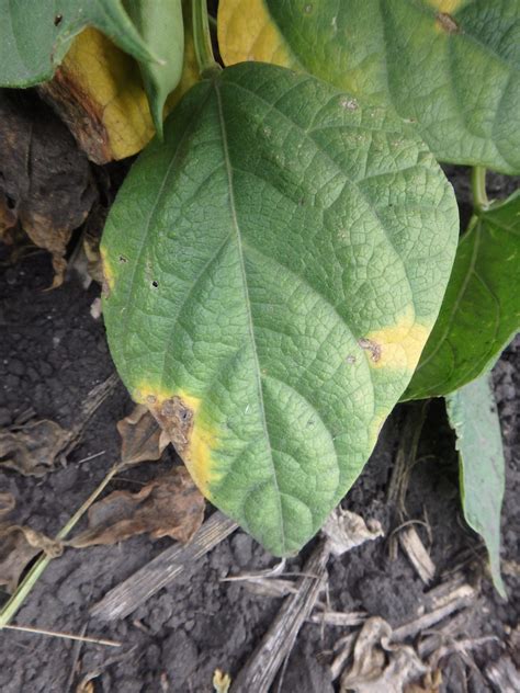 Dry Bean Foliar Diseases – Manitoba Pulse & Soybean Growers