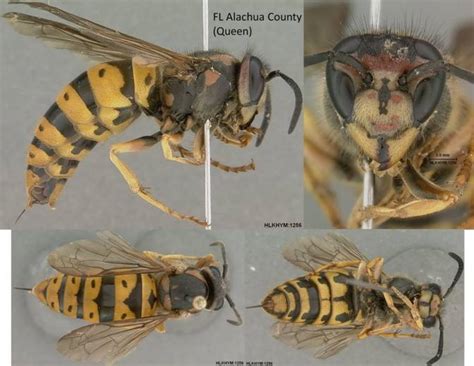 Vespula maculifrons specimen images