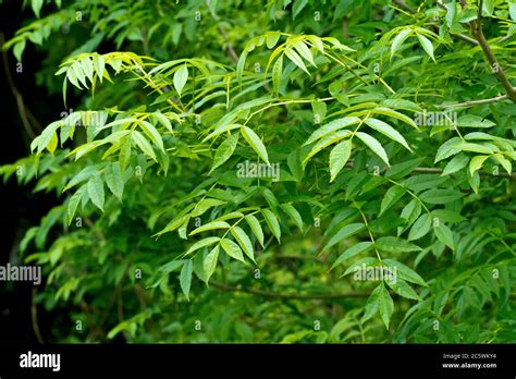 Ash Tree Leaves