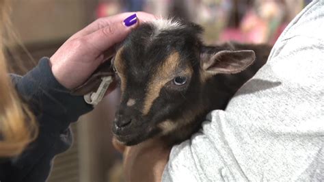 Animals star at Pennsylvania Farm Show | wnep.com