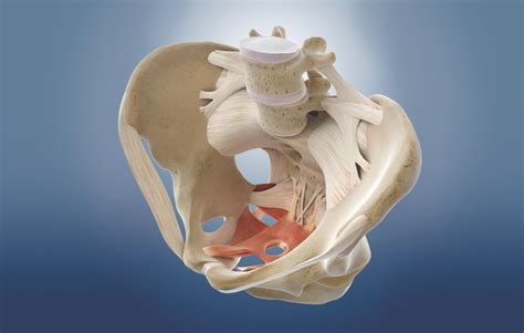 Pelvis anatomy | How It Works Magazine