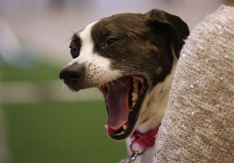 Boglen Terrier Mixed Dog Breed Pictures, Characteristics, & Facts