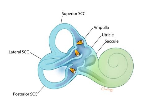 Vestibular System – Oto Surgery Atlas