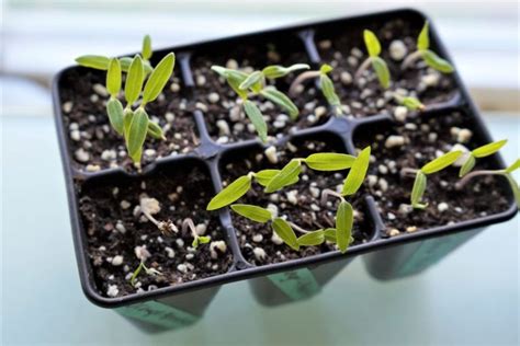 Germinating Tomato Seeds Fast - Planting Tips - Tomato Geek