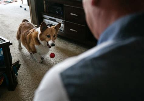 Opinion: Corgi's love saved a homeless man. His friends' love couldn’t ...