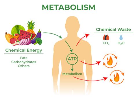 Allowance how to lose weight by accelerating the metabolism? - ThedietMD