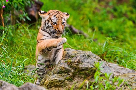 Animal photography of baby tiger jumping near the rock with clear field grass HD wallpaper ...