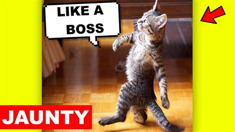 Learn English Words - JAUNTY - Meaning, Vocabulary Lesson with Pictures ...