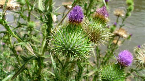 weed control - How do I remove dandelions and bull thistle from my lawn ...