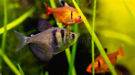 Black Skirt Tetra Fish / Black Widow Tetra Stock Photo - Image of freshwater, decorative: 178436940