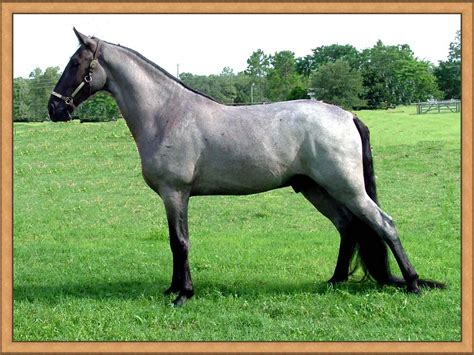 tennessee walking horse for sale bc - Fits Perfectly Blogged Picture ...