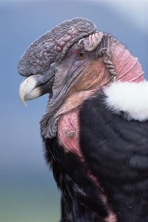 Andean Condor Vultur Gryphus Adult Male Photograph by Tui De Roy