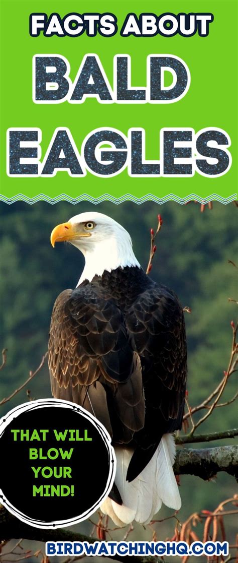 18 Bald Eagle Facts That Will Make You Soar With Joy! - Bird Watching HQ | Bald eagle, Eagle ...