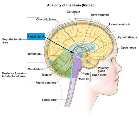 Pineal Gland & its Function - Cyst & Calcified Pineal Gland