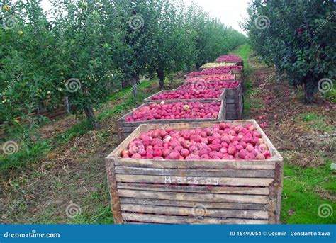 Apple Orchard Harvest Stock Images - Image: 16490054