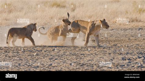 Lion cubs with mother Stock Photo - Alamy