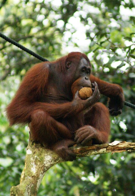 File:Orang Utan, Semenggok Forest Reserve, Sarawak, Borneo, Malaysia ...