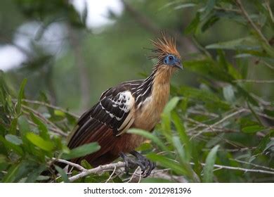 318 Hoatzin Stock Photos, Images & Photography | Shutterstock