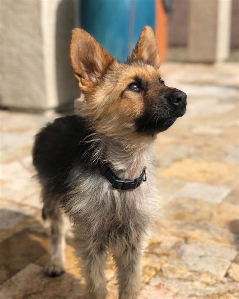 German Shepherd with dwarfism is the cutest puppy | NewsHub.co.uk