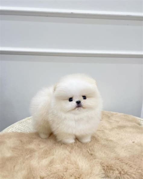 Teacup Pomeranian: The Small Dog With a Big Personality - Weary Panda