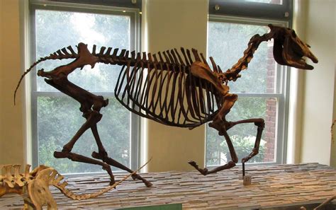 Equatorial Minnesota: Fossil Horses of the National Park Service