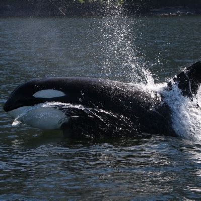 Orca Conservation | You Can Help Save The Orcas