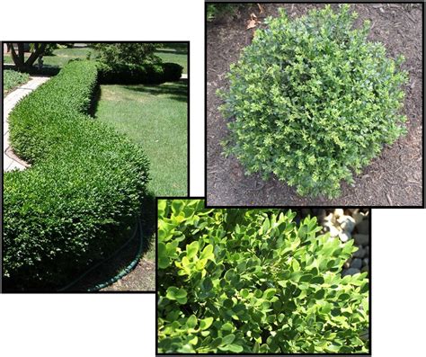 CHICAGOLAND GREEN BOXWOOD – Hinsdale Nurseries