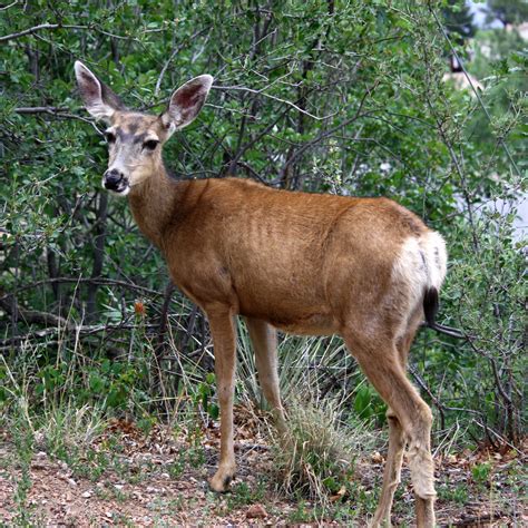 Mule Deer Doe – Free High Resolution Photo – Photos Public Domain