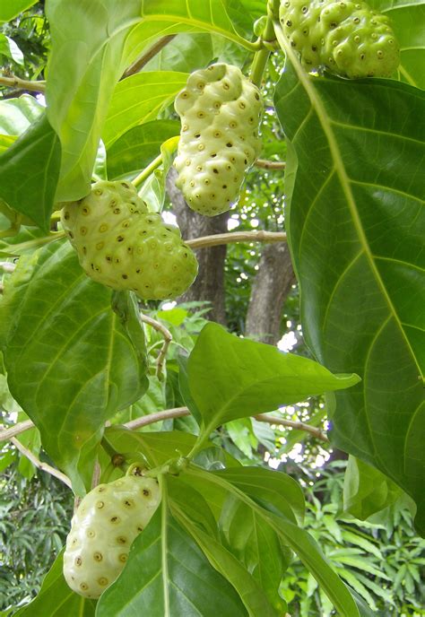 File:Noni fruit (Morinda citrifolia).jpg