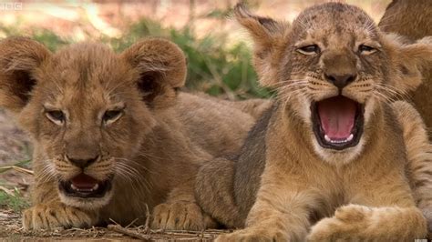 Cute Lion Cubs Only 6 Weeks Old! - This Wild Life - BBC - YouTube