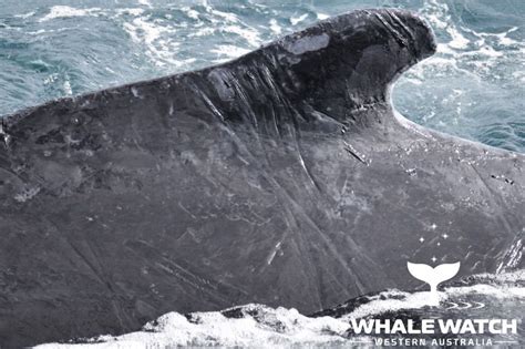 July Whale Watching in Augusta | Whale Watch Western Australia